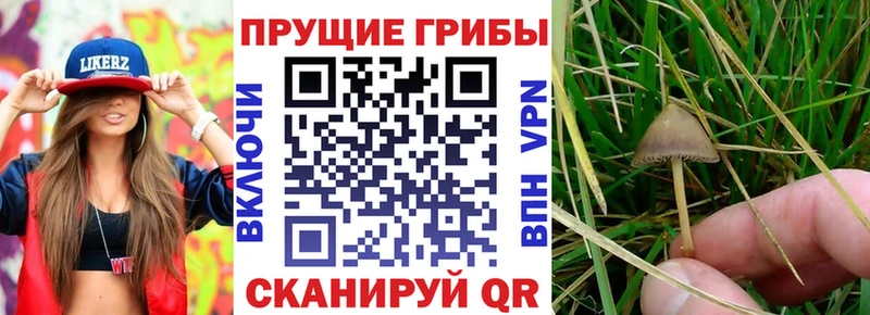 продажа наркотиков  Павловск  Галлюциногенные грибы прущие грибы 